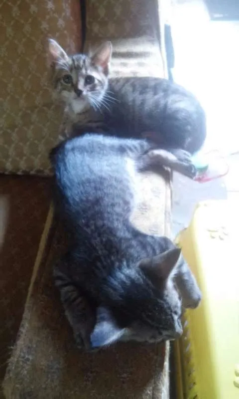 Gato raça  idade 2 a 6 meses nome Filhotes