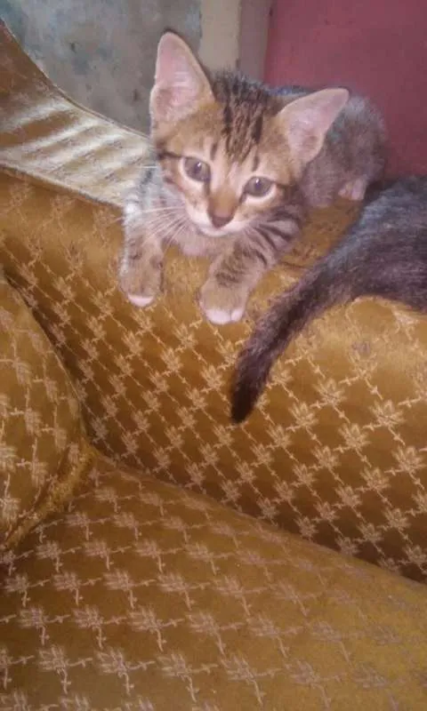 Gato raça  idade 2 a 6 meses nome Filhotes