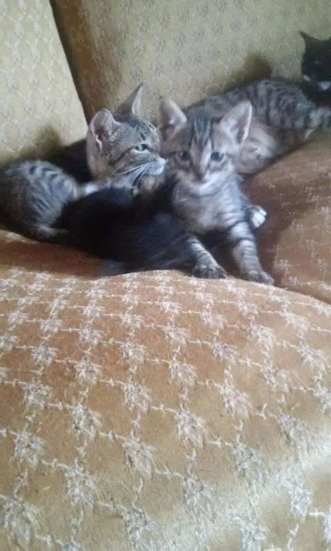 Gato raça  idade 2 a 6 meses nome Filhotes