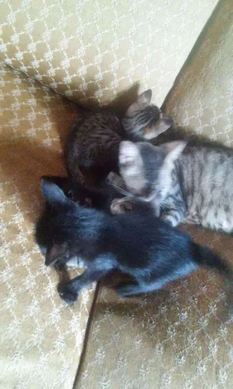 Gato raça  idade 2 a 6 meses nome Filhotes