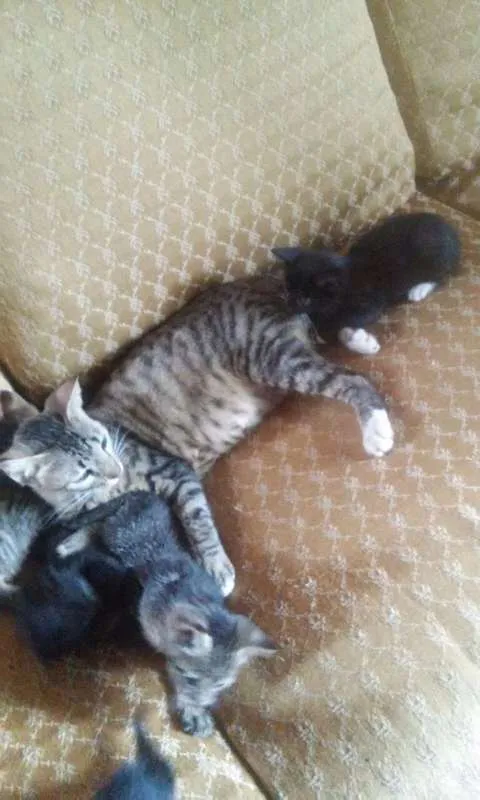 Gato raça  idade 2 a 6 meses nome Filhotes