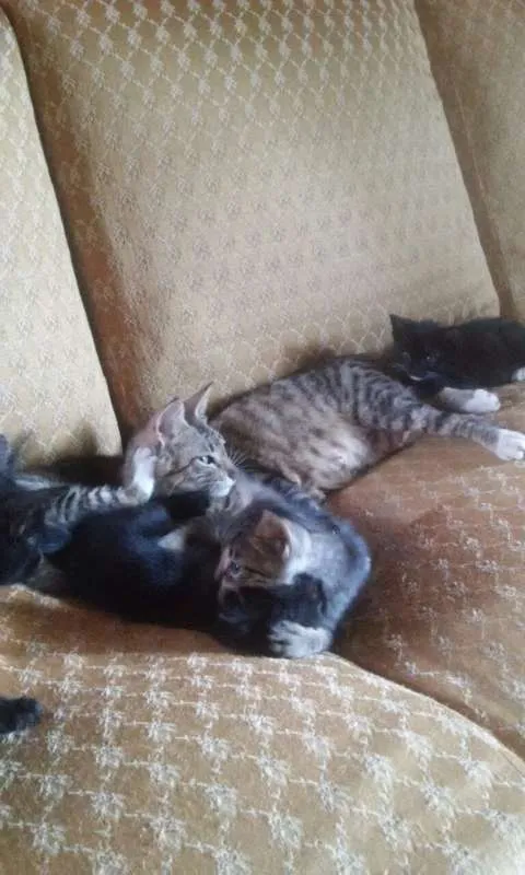 Gato raça  idade 2 a 6 meses nome Filhotes