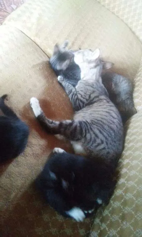 Gato raça  idade 2 a 6 meses nome Filhotes