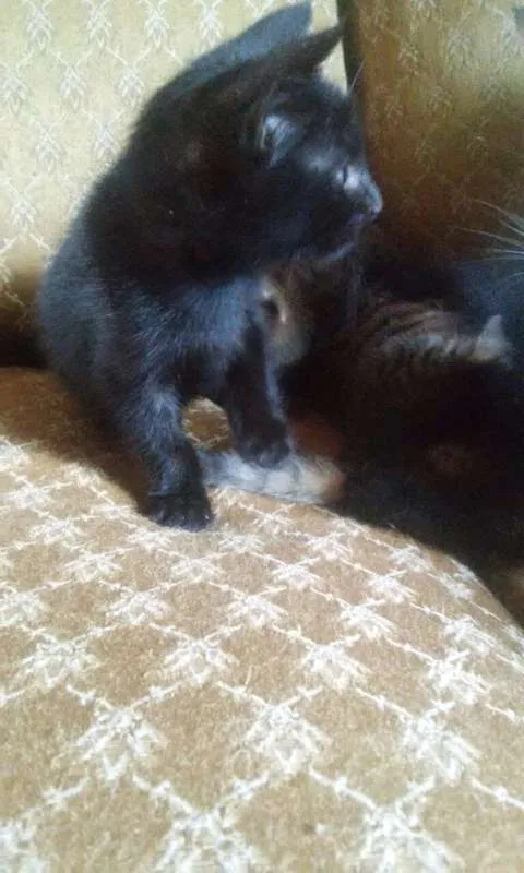 Gato raça  idade 2 a 6 meses nome Filhotes