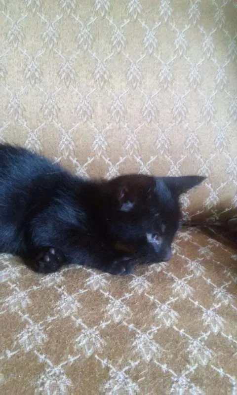 Gato raça  idade 2 a 6 meses nome Filhotes