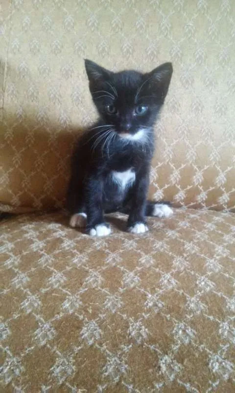 Gato raça  idade 2 a 6 meses nome Filhotes