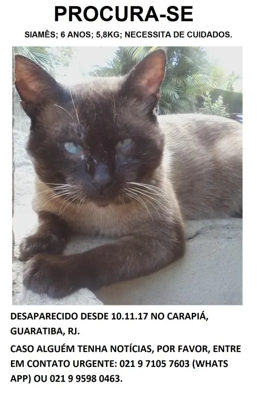 Gato ra a Siamês idade 6 ou mais anos nome Marronzinho