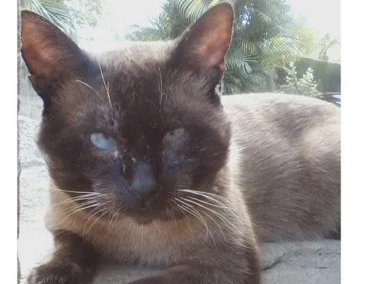 Gato ra a Siamês idade 6 ou mais anos nome Marronzinho