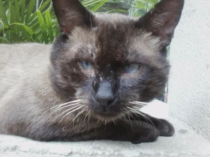 Gato ra a Siamês idade 6 ou mais anos nome Marronzinho