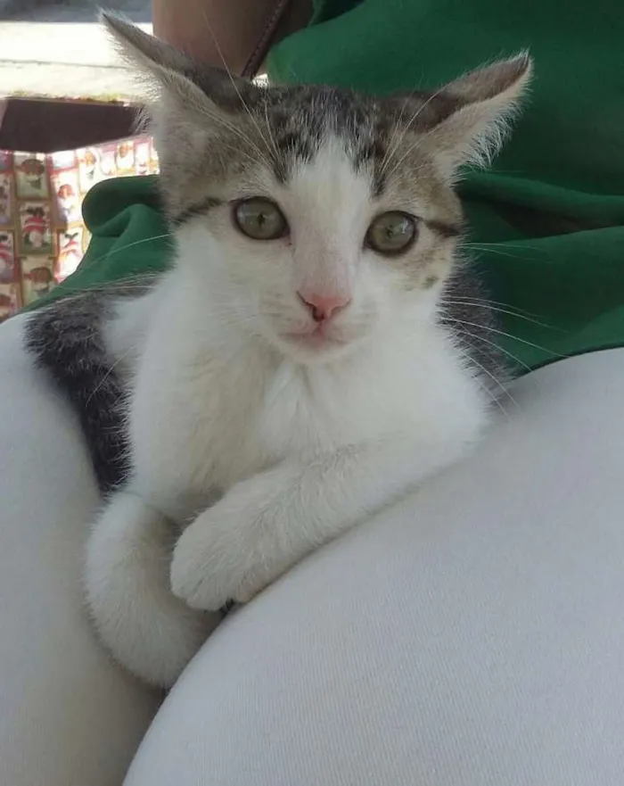 Gato ra a Srd idade Abaixo de 2 meses nome Dom 