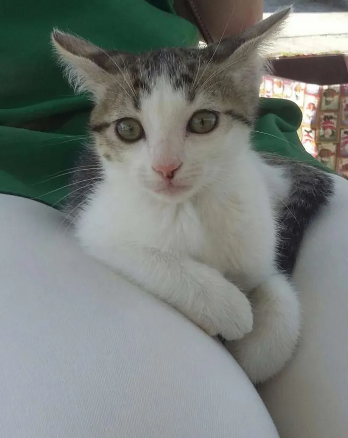 Gato ra a Srd idade Abaixo de 2 meses nome Dom 
