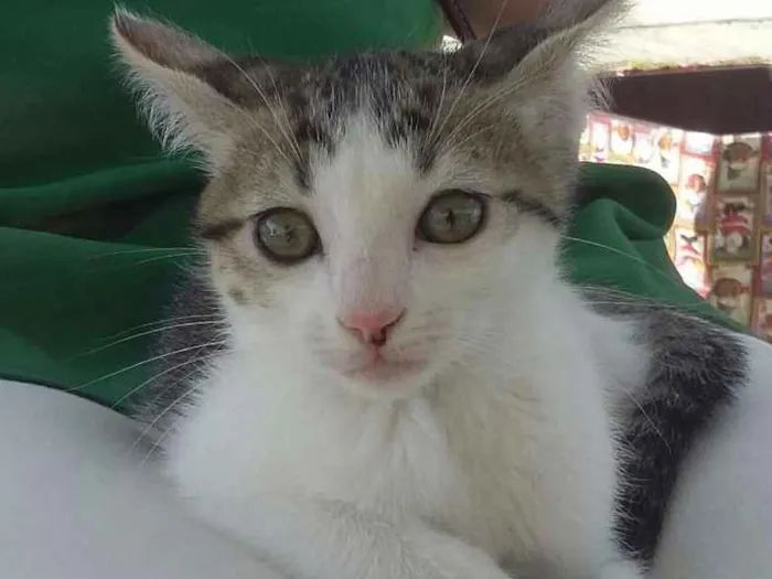 Gato ra a Srd idade Abaixo de 2 meses nome Dom 