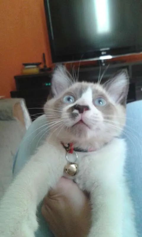 Gato ra a SRD idade 7 a 11 meses nome Suzi