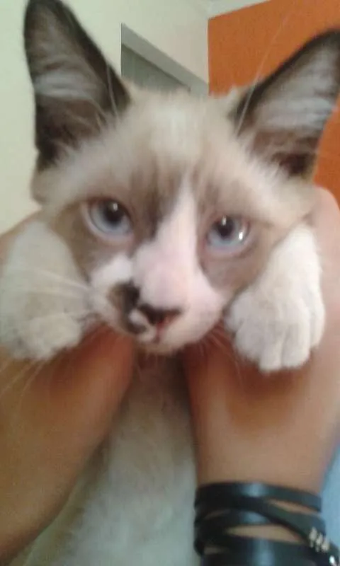 Gato ra a SRD idade 7 a 11 meses nome Suzi
