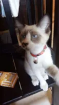 Suzi