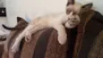 Suzi