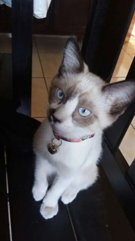 Gato ra a SRD idade 7 a 11 meses nome Suzi