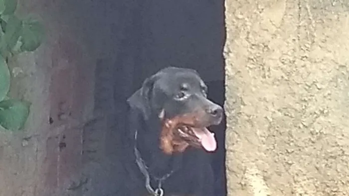 Cachorro ra a Rottweiler idade 5 anos nome Mel 