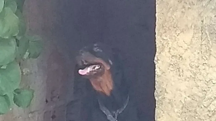 Cachorro ra a Rottweiler idade 5 anos nome Mel 
