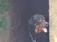 Mel 