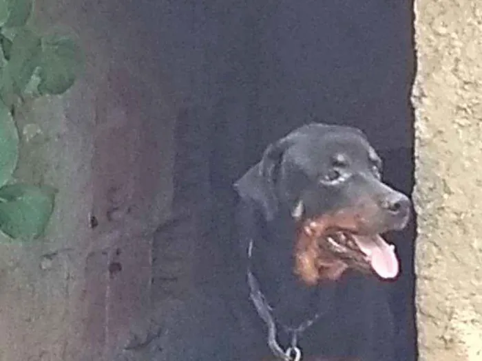 Cachorro ra a Rottweiler idade 5 anos nome Mel 