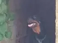 Mel 