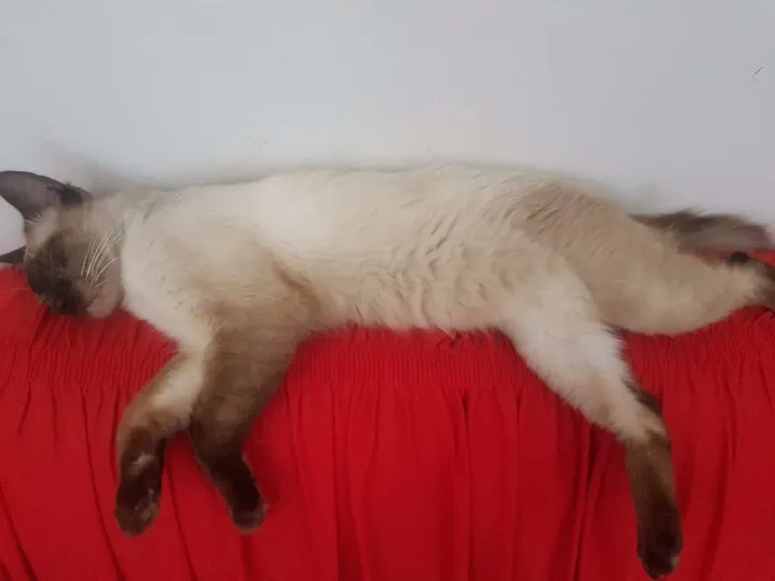 Gato ra a Siamês  idade 7 a 11 meses nome Búfalo, Kate, Smigoo