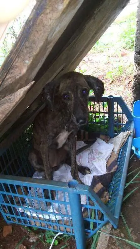 Cachorro ra a  idade 2 a 6 meses nome abandonado