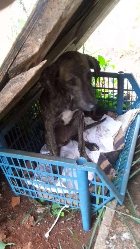 Cachorro ra a  idade 2 a 6 meses nome abandonado