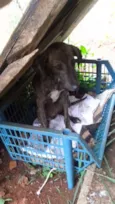 abandonado