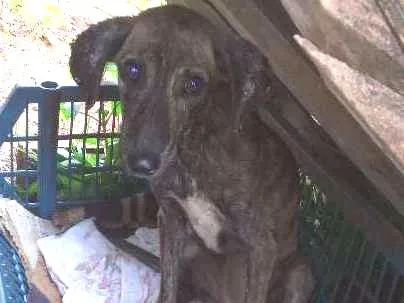 Cachorro ra a  idade 2 a 6 meses nome abandonado