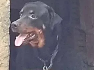 Cachorro raça Rottweiler idade 5 anos nome Mel 