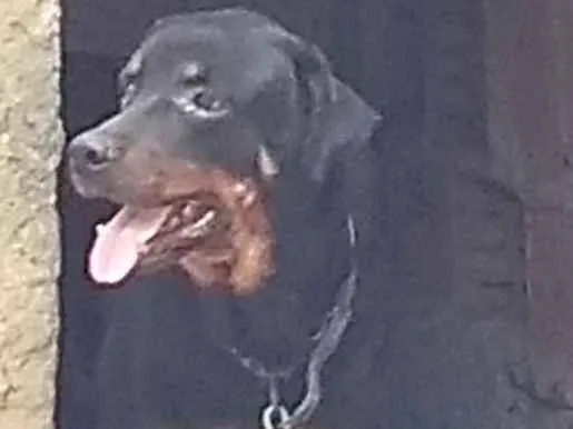 Cachorro ra a Rottweiler idade 5 anos nome Mel 
