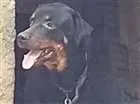 Cachorro raça Rottweiler idade 5 anos nome Mel 
