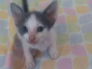 Gato raça - idade Abaixo de 2 meses nome -