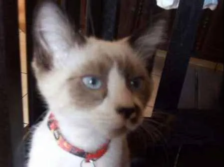 Gato ra a SRD idade 7 a 11 meses nome Suzi