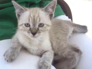 Gato raça Srd  idade Abaixo de 2 meses nome Tufy