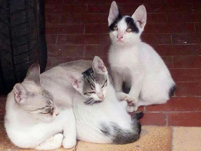 Gato raça Vira lata idade 2 a 6 meses nome Sem nome