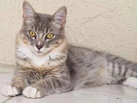 Gato ra a SRD idade 7 a 11 meses nome Dino