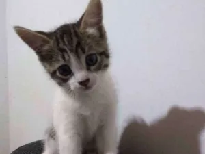 Gato raça Comum idade 2 a 6 meses nome Lindinha