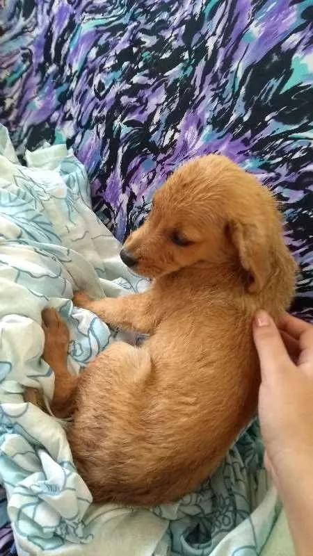 Cachorro raça Não sei idade 2 a 6 meses nome Não tem