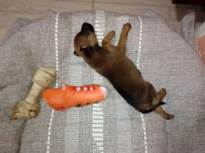 Cachorro ra a SRD idade Abaixo de 2 meses nome Bruma