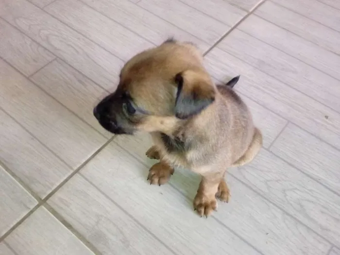 Cachorro ra a SRD idade Abaixo de 2 meses nome Bruma