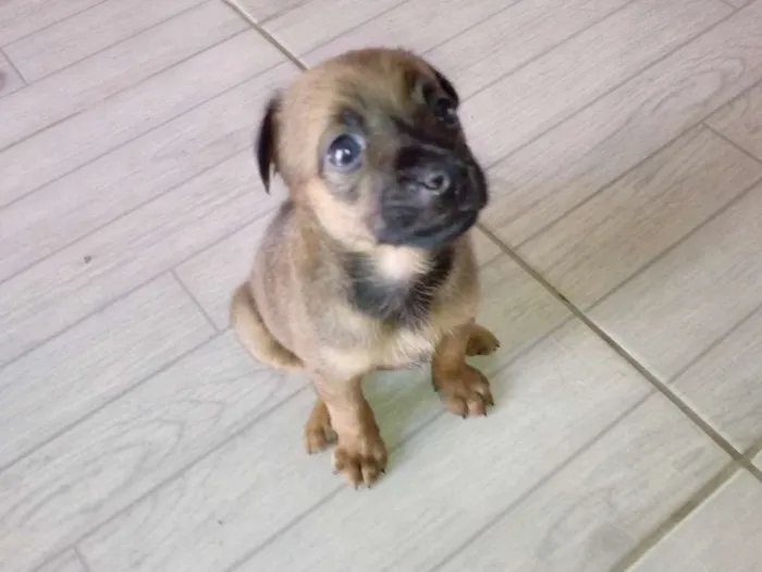 Cachorro ra a SRD idade Abaixo de 2 meses nome Bruma