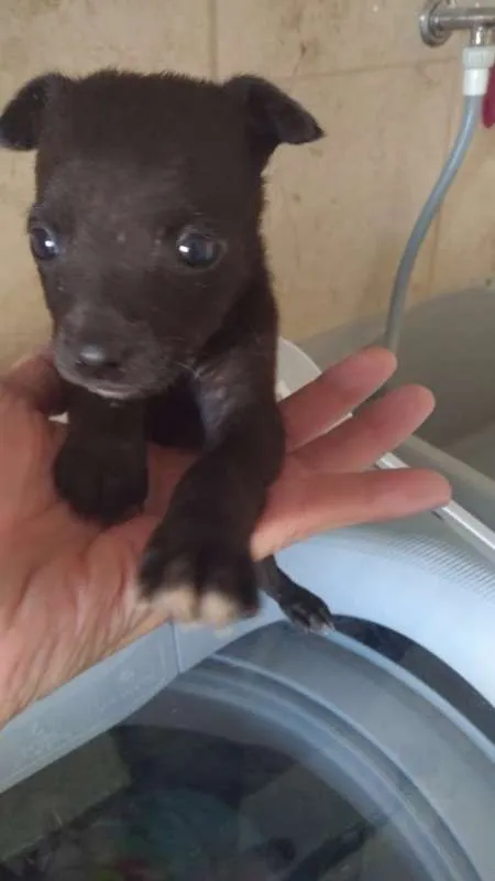 Cachorro ra a srd idade  nome PEQUENAS