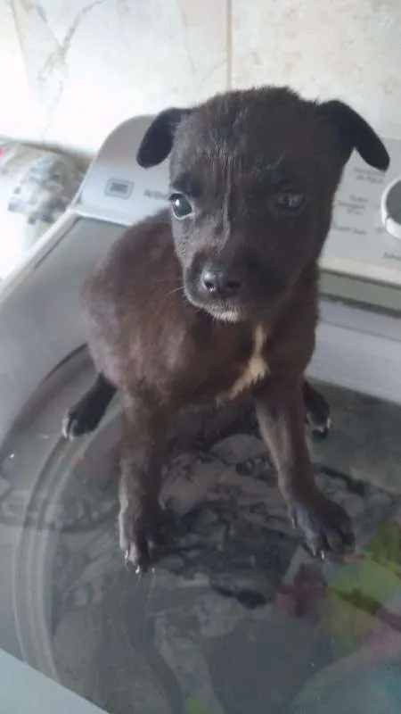 Cachorro ra a srd idade  nome PEQUENAS