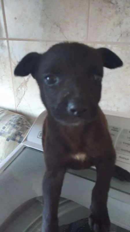 Cachorro ra a srd idade  nome PEQUENAS