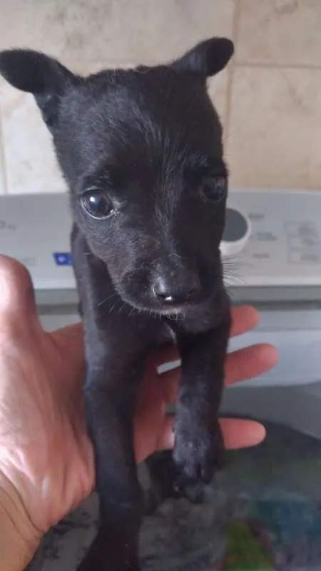 Cachorro ra a srd idade  nome PEQUENAS