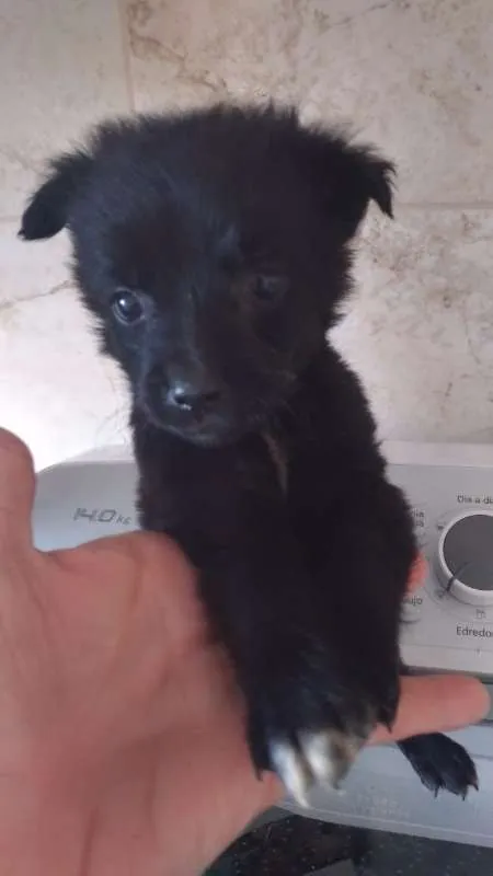 Cachorro ra a srd idade  nome PEQUENAS