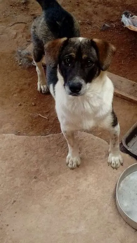 Cachorro ra a sem raça idade 7 a 11 meses nome Xuxa